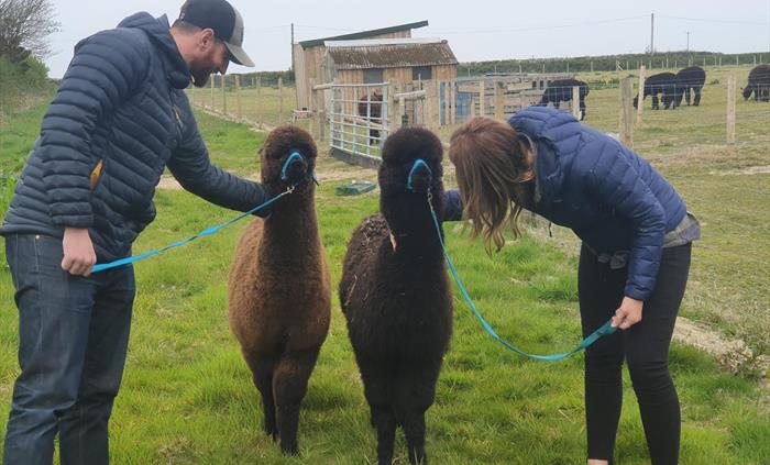 Alpaca Walking at Sweet Home Alpaca